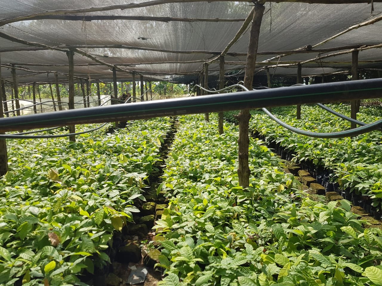 How to Raise 1,000 Healthy Cocoa Seedlings