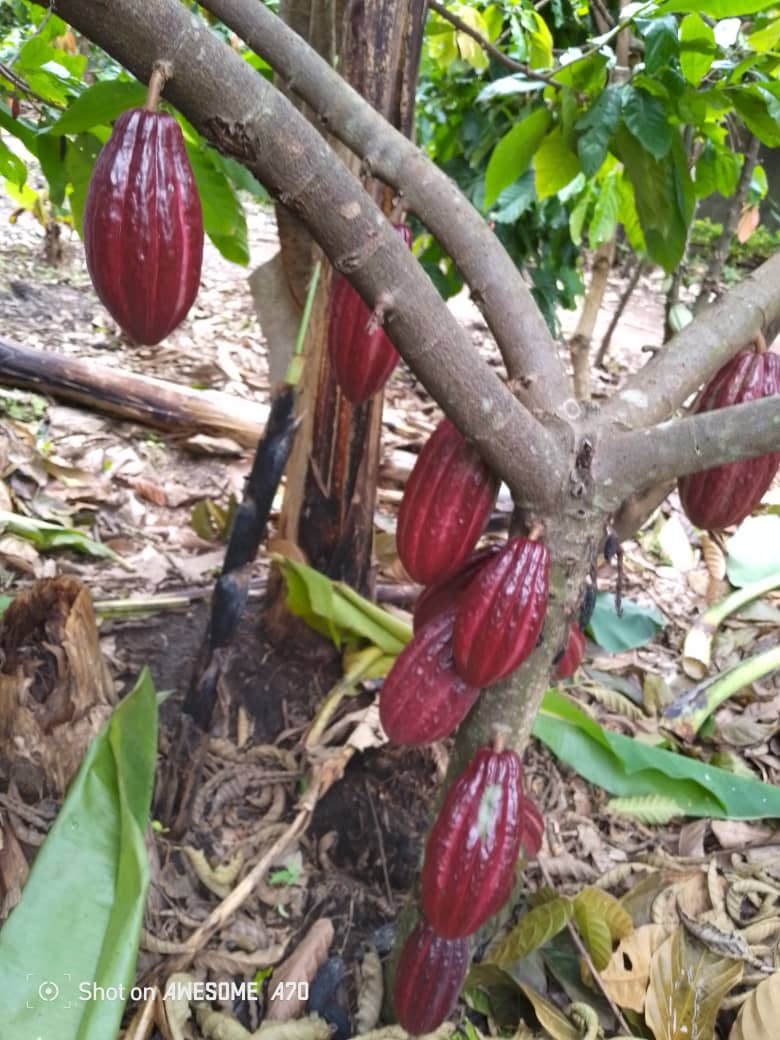 Nyambiri Farm