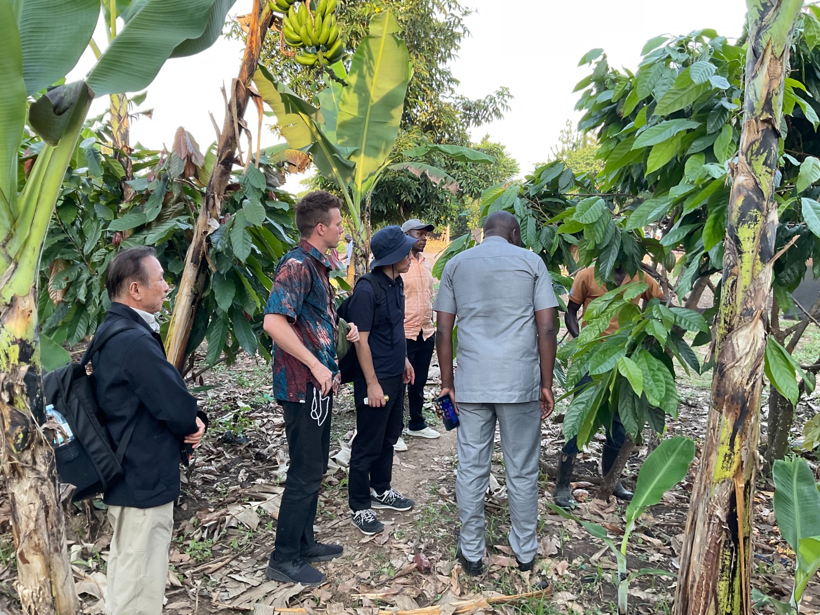 Cocoa Growing Consultation